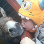 My daughter having a cheeky smooch with Finn her adopted donkey.